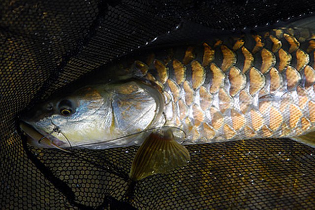 ../tools/UploadPhoto/uploads/Himalayan-Golden-Mahseer2.jpg