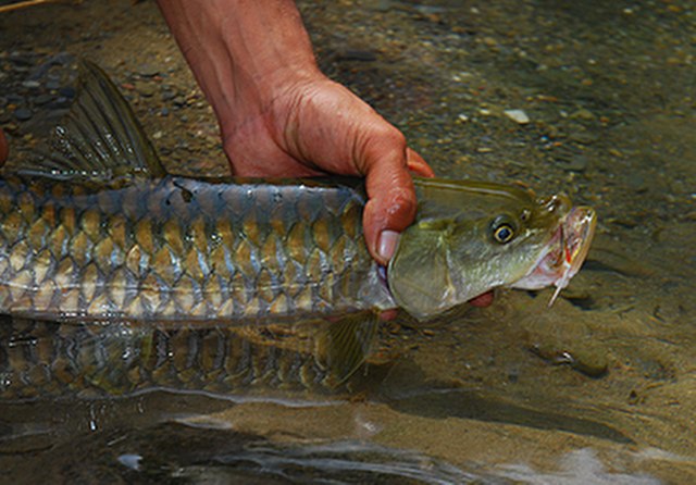 ../tools/UploadPhoto/uploads/Himalayan-Golden-Mahseer3.jpg