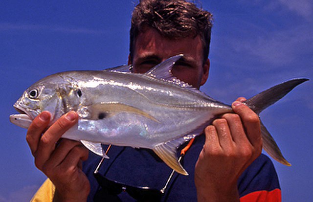 ../tools/UploadPhoto/uploads/Jack-Crevalle1.jpg