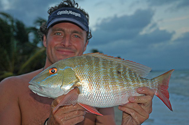 ../tools/UploadPhoto/uploads/Mutton-Snapper.jpg