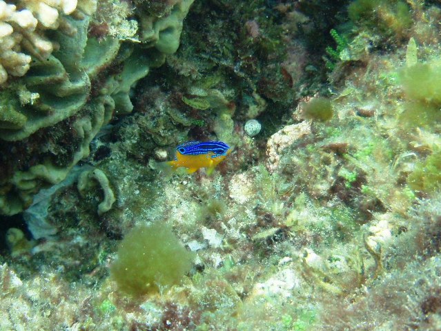 ../tools/UploadPhoto/uploads/Parma_mccullochi_Juvenile_Twin_Rocks_Rottnest_Island_WA_05-02-2008_2-3m_depth.JPG