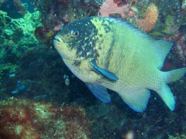 ../tools/UploadPhoto/uploads/Parma_mccullochi_Wanneroo_Reef_Marmion_Marine_Park_WA_20-06-2007_4m_depth.JPG