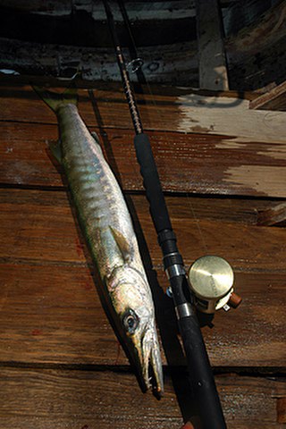 ../tools/UploadPhoto/uploads/Pickhandle-Barracuda.jpg