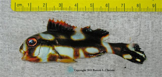 ../tools/UploadPhoto/uploads/Plectorhinchus_orientalis_BLChristie_SubAdult.jpg