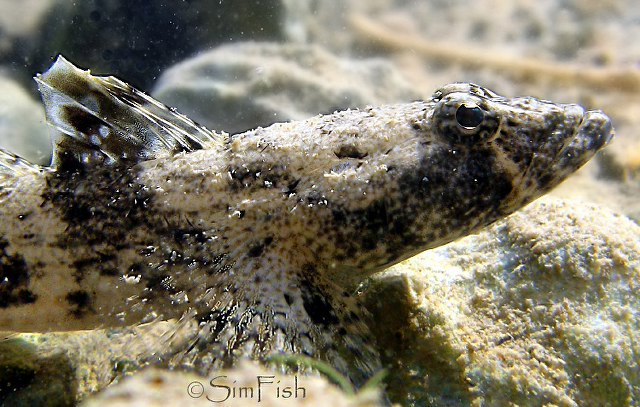 ../tools/UploadPhoto/uploads/Psammogobius_biocellatus.jpg