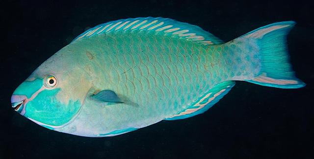 ../tools/UploadPhoto/uploads/Singaporeparrotfish.jpg