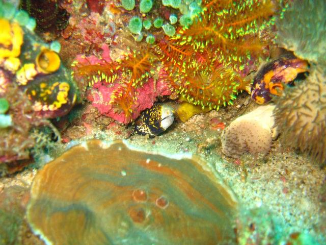 ../tools/UploadPhoto/uploads/Snowflake-Moray-eel.JPG