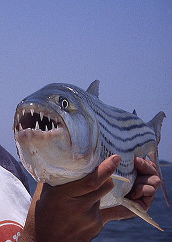 ../tools/UploadPhoto/uploads/Tigerfish1.jpg