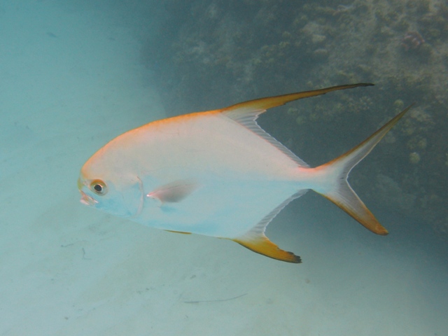 ../tools/UploadPhoto/uploads/Trachinotus_blochii_Praslin2010_8255_v.JPG