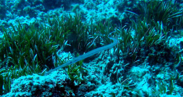 ../tools/UploadPhoto/uploads/Trumpetfish.jpg