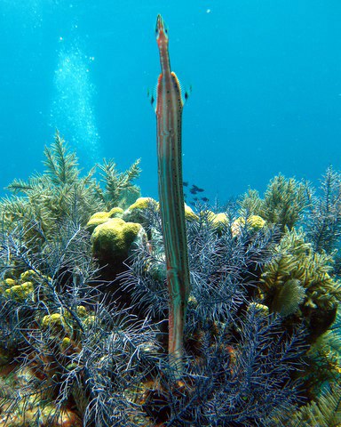 ../tools/UploadPhoto/uploads/Trumpetfish_TIKI.JPG