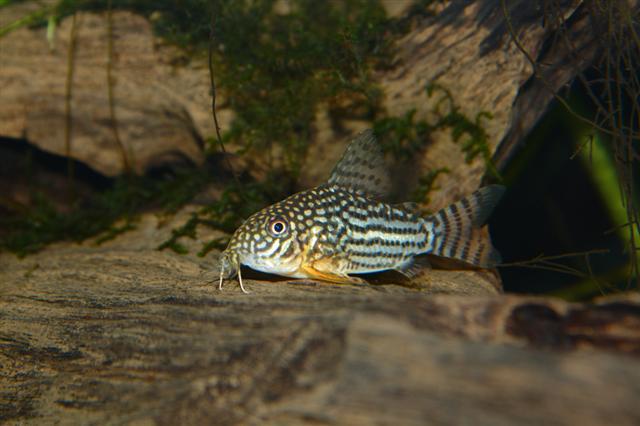 ../tools/UploadPhoto/uploads/corydoras_sterbai_1.jpg