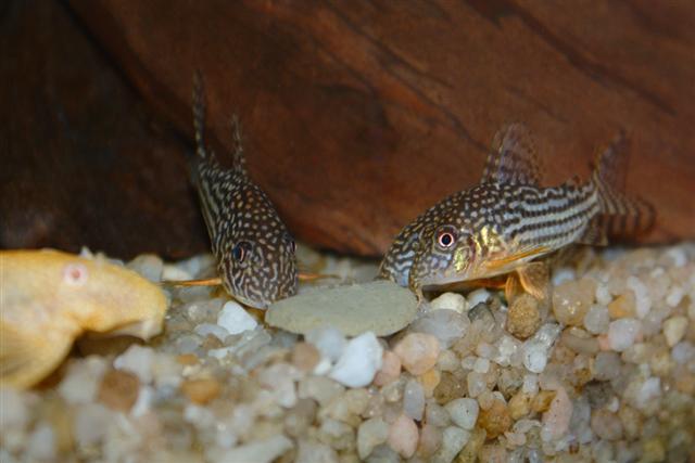 ../tools/UploadPhoto/uploads/corydoras_sterbai_2.jpg