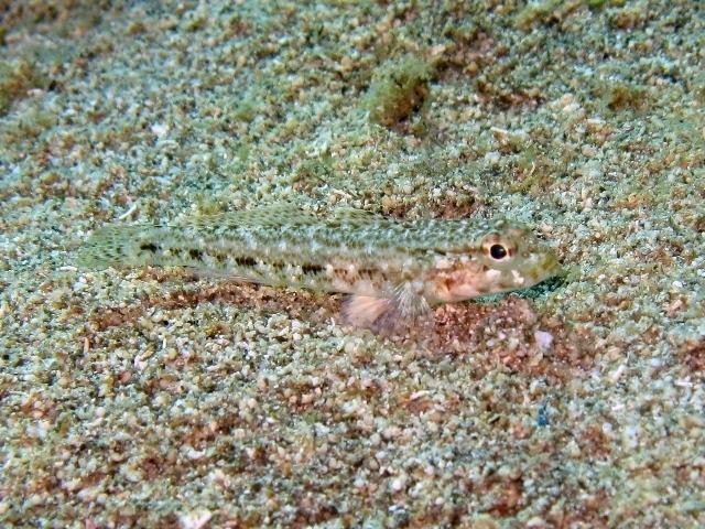 ../tools/UploadPhoto/uploads/juvenile_Gobius_geniporus_Creta2011_7415.JPG