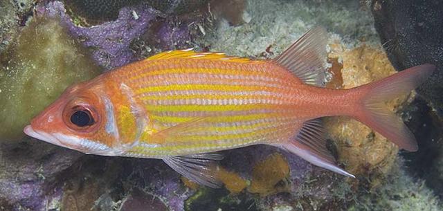 ../tools/UploadPhoto/uploads/longjawsquirrelfish.jpg