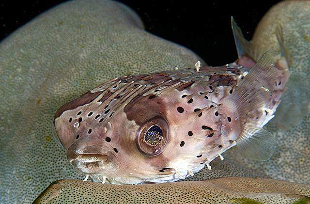 ../tools/UploadPhoto/uploads/longspinedporcupinefish.jpg