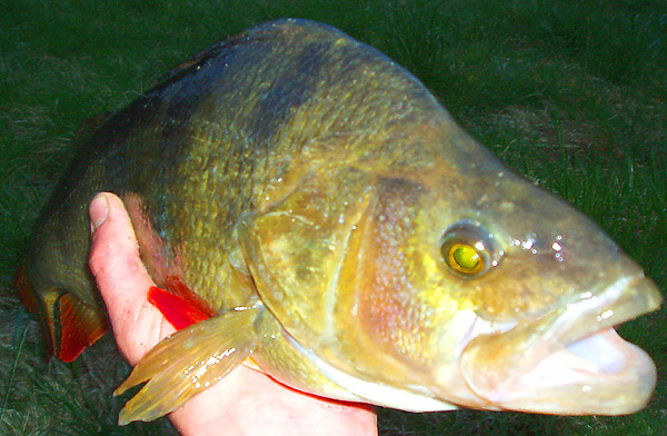 ../tools/UploadPhoto/uploads/perch_3lb9oz_260606e.jpg