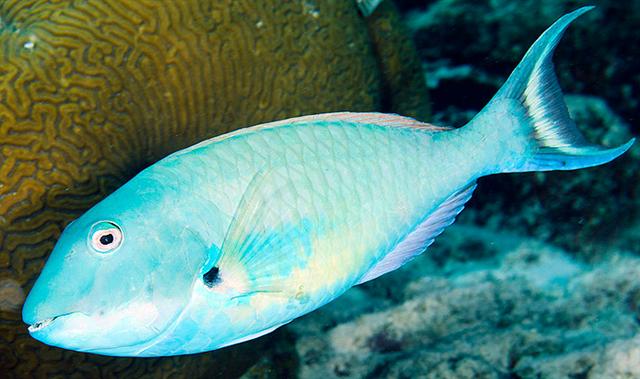 ../tools/UploadPhoto/uploads/redtailparrotfish.jpg