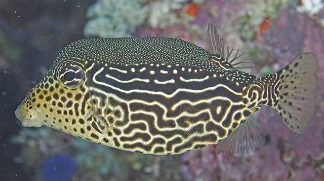 ../tools/UploadPhoto/uploads/reticulatedboxfish.jpg