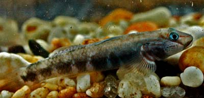 ../tools/UploadPhoto/uploads/rhinogobius_maculafasciatus.jpg