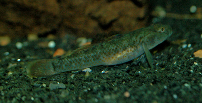 ../tools/UploadPhoto/uploads/rhinogobius_rubromaculatus.jpg