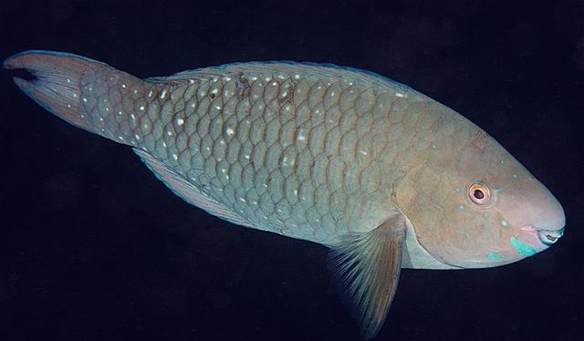 ../tools/UploadPhoto/uploads/singaporeparrotfish2.jpg