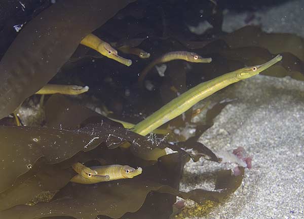 ../tools/UploadPhoto/uploads/snakepipefish2.jpg