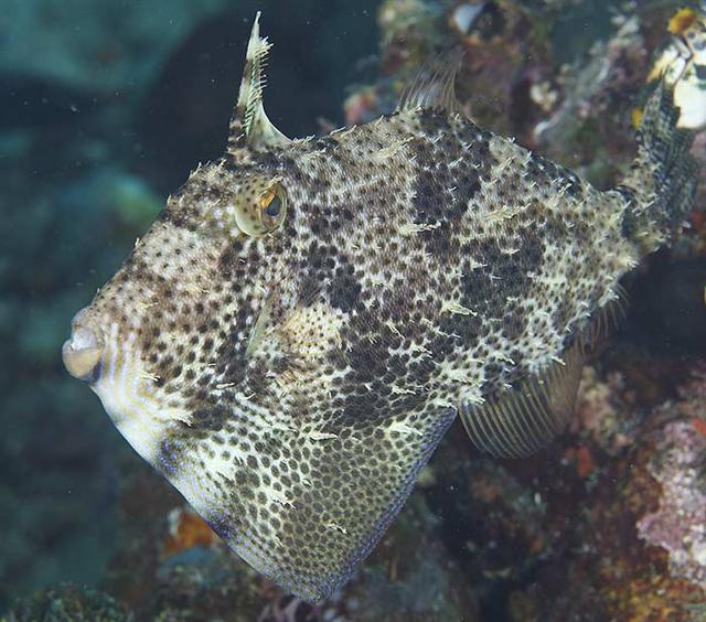 ../tools/UploadPhoto/uploads/strapweedfilefish2.jpg