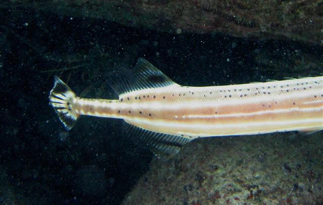 ../tools/UploadPhoto/uploads/trumpetfish_tail-usvi.JPG