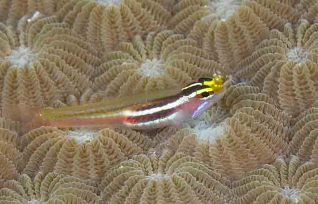 ../tools/UploadPhoto/uploads/whitelinepygmygoby1.jpg