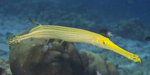 ../tools/UploadPhoto/uploads/yellowtrumpetfish.jpg